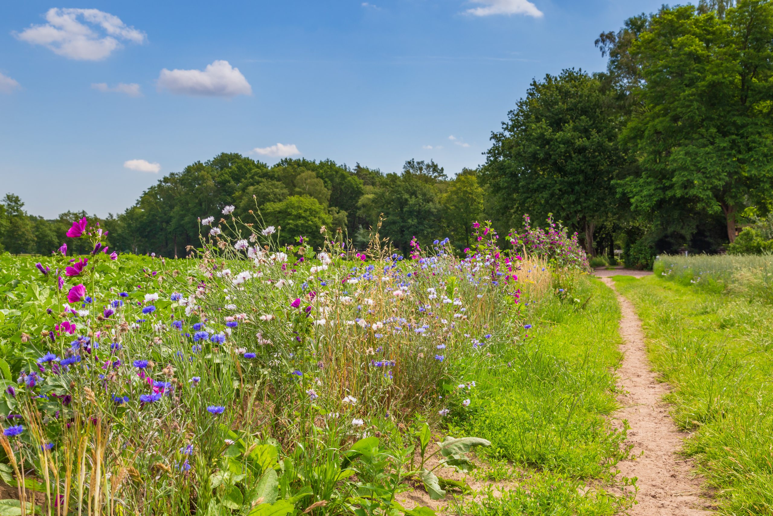 Biodiversity Net Gain – Should we do it?