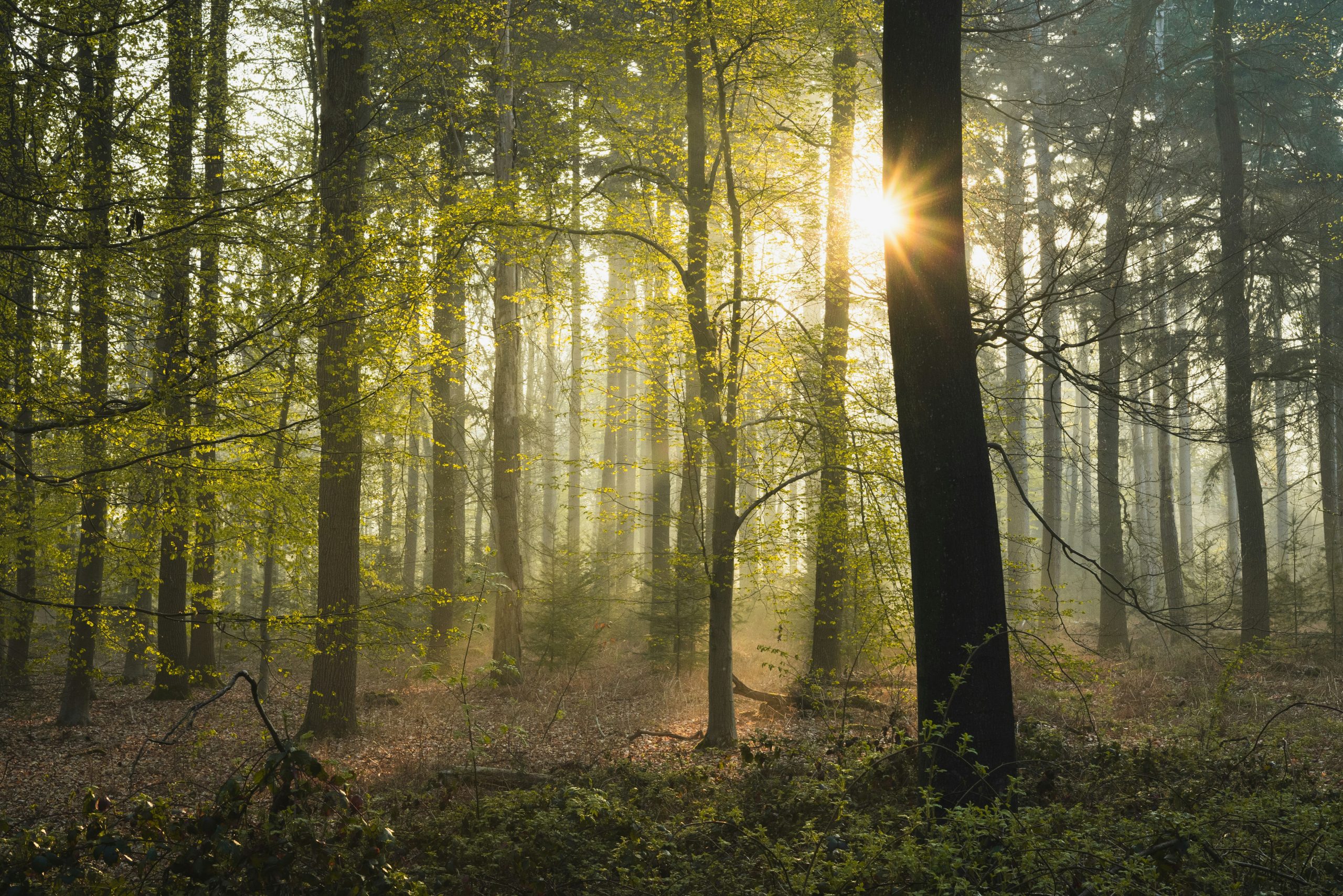 Woodland Creation Deadline