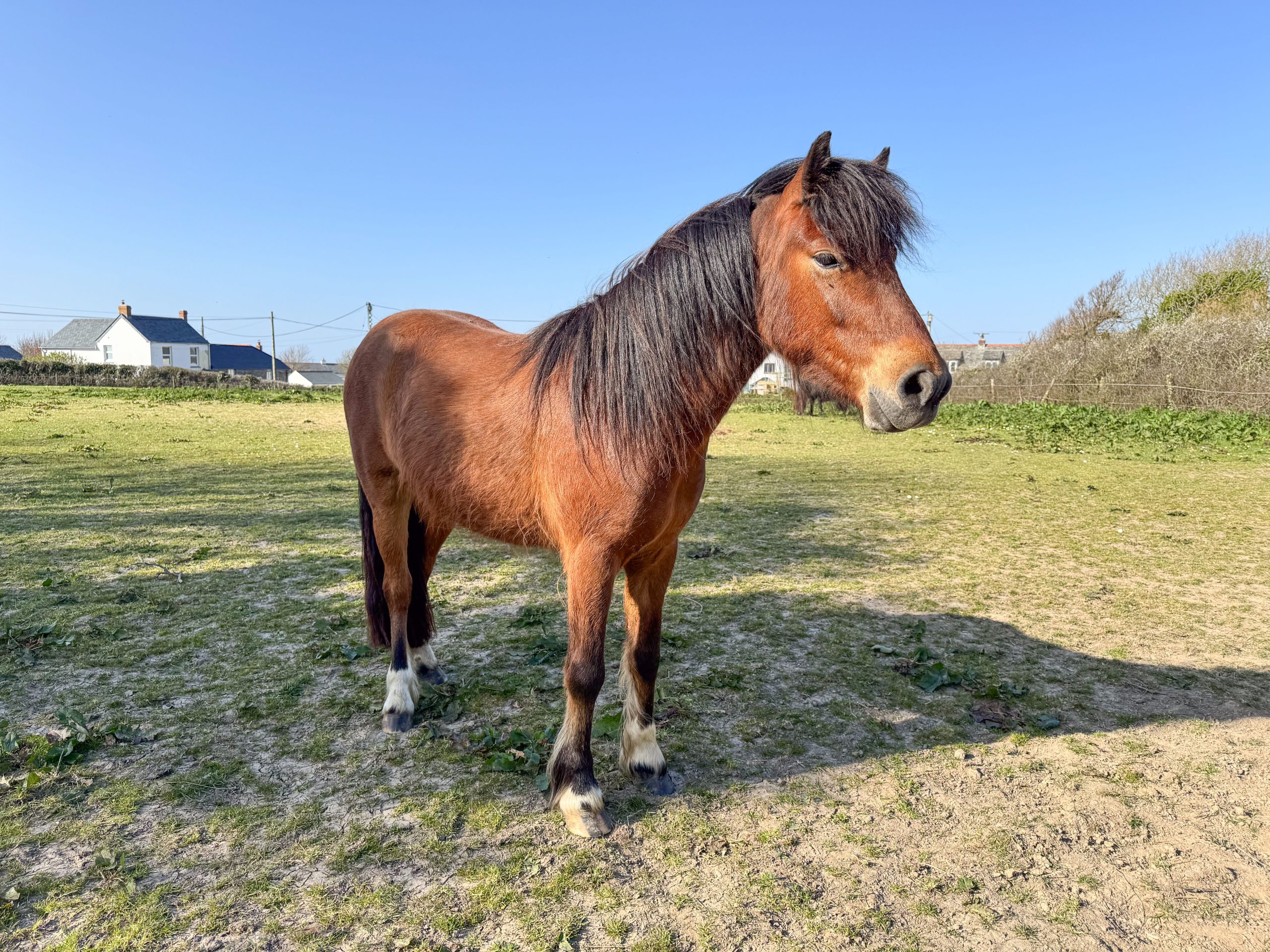 Dartmoor Hill Pony – For Sale by Private Treaty