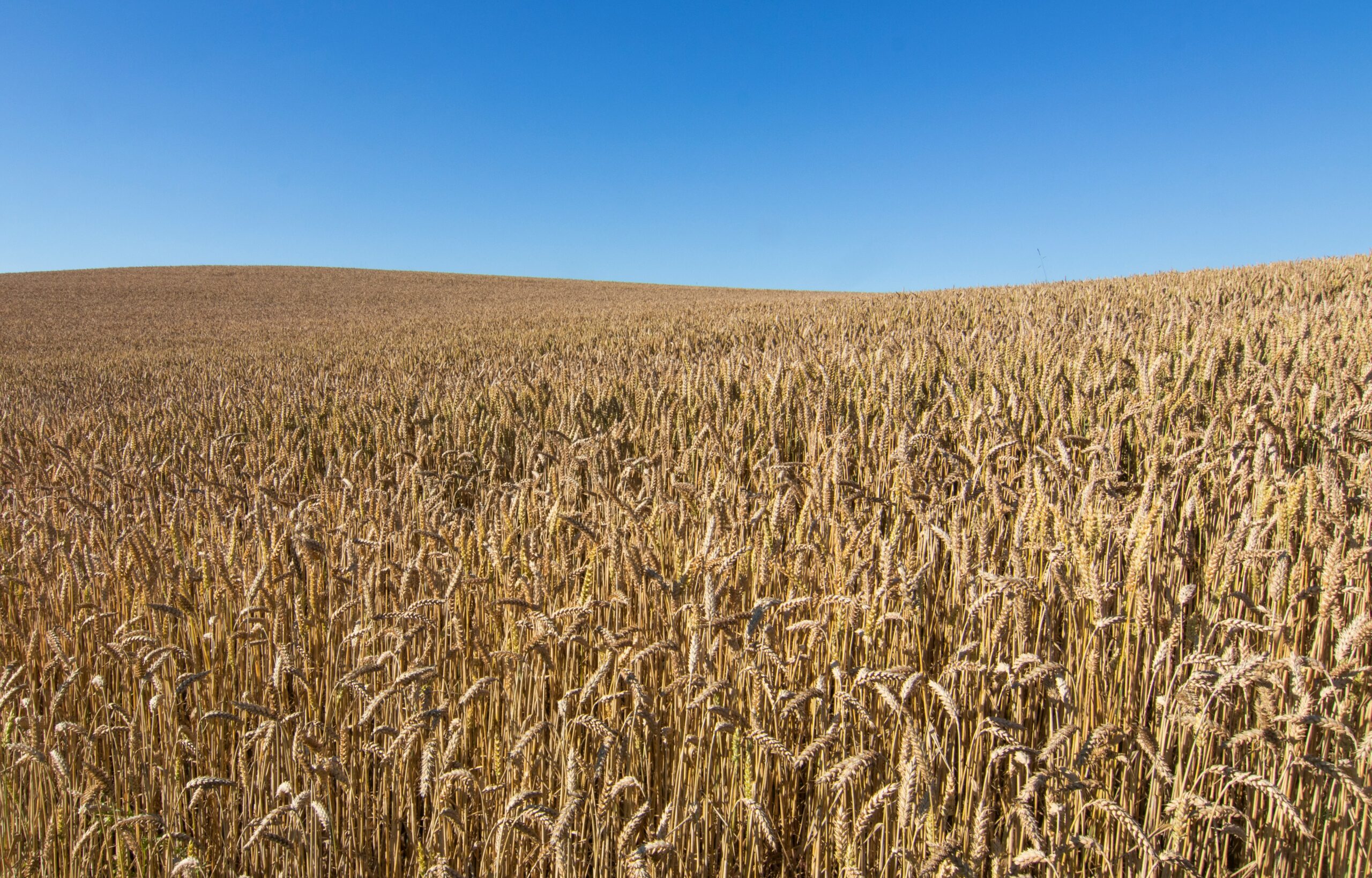 Farming and Rural Sector Update – January 2026